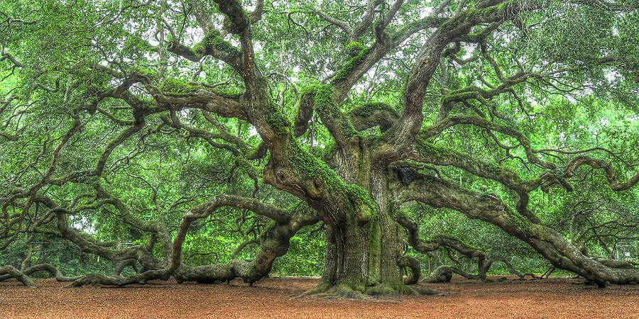 This image has an empty alt attribute; its file name is angel-oak-tree-of-life-johns-island-don-mennig.jpg